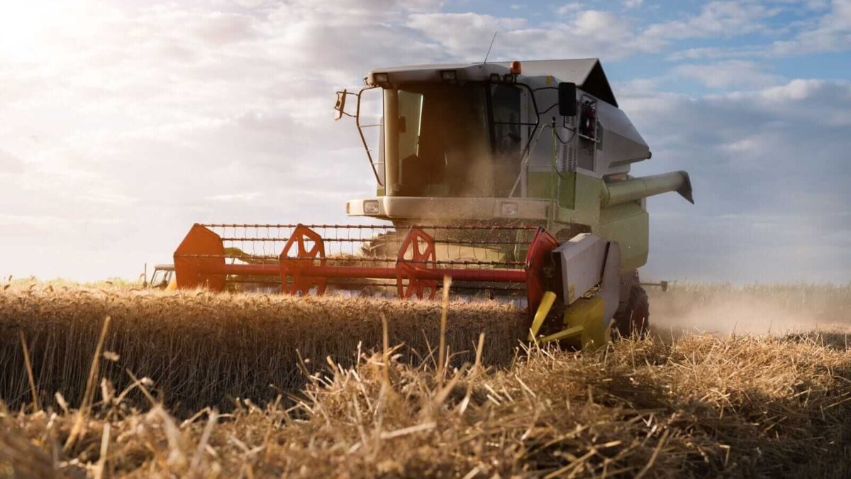 Wheat Rallying Early on Thursday Amid More Black Sea Strikes