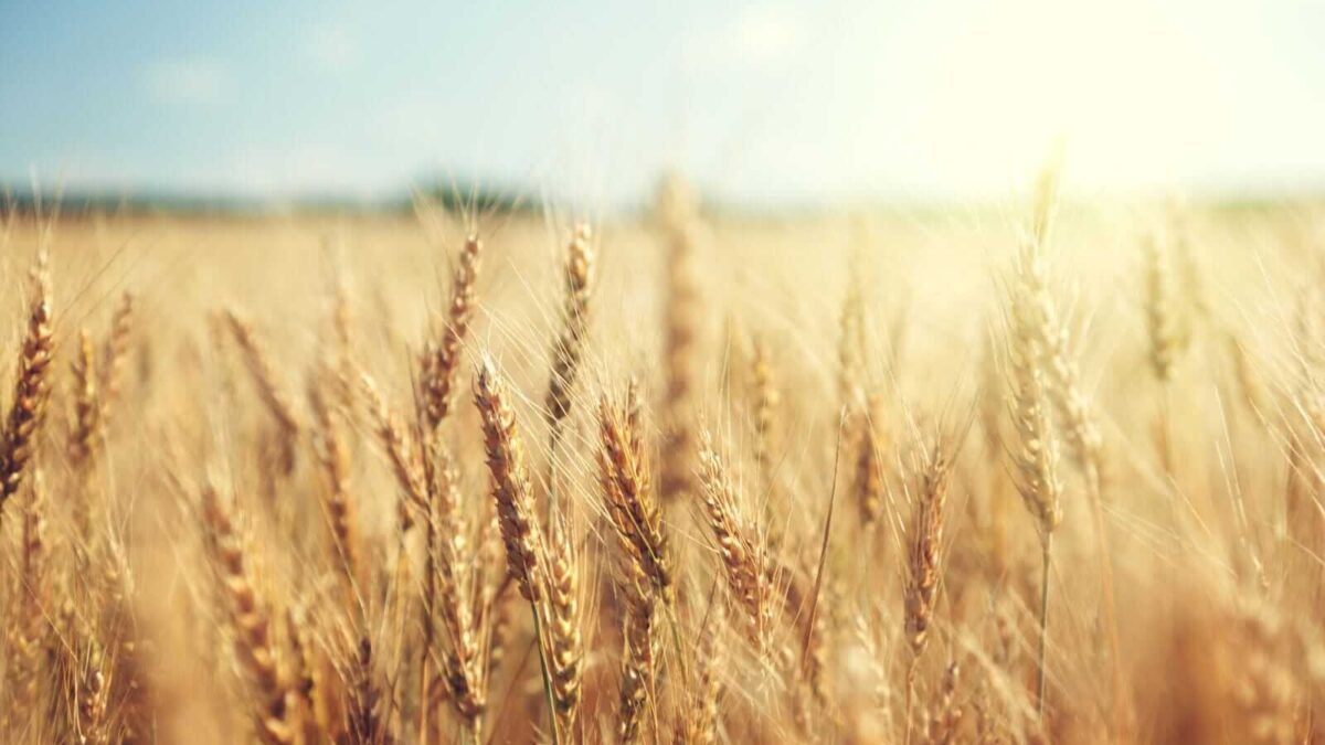 Wheat Bulls Put Premium in Heading into the Weekend