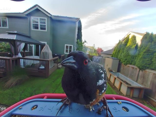 Image may contain: Animal, Beak, Bird, Plant, Potted Plant, Backyard, Nature, Outdoors, Yard, Architecture, and Building